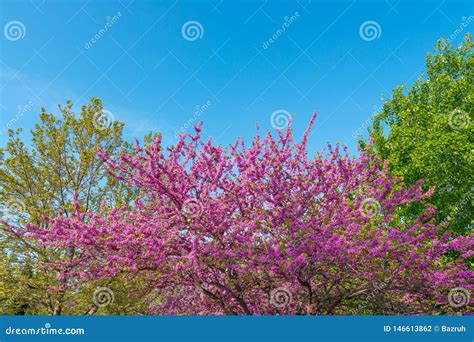 Cercis Siliquastrum Blhender Baum Im Garten Stockfoto Bild Von