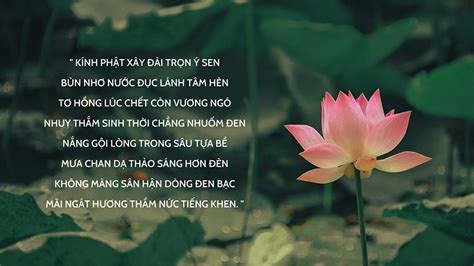 Top 20 Thơ Về Hoa Sen Loài Hoa Của Phật Cao Quý Quốc Hoa Việt Nam