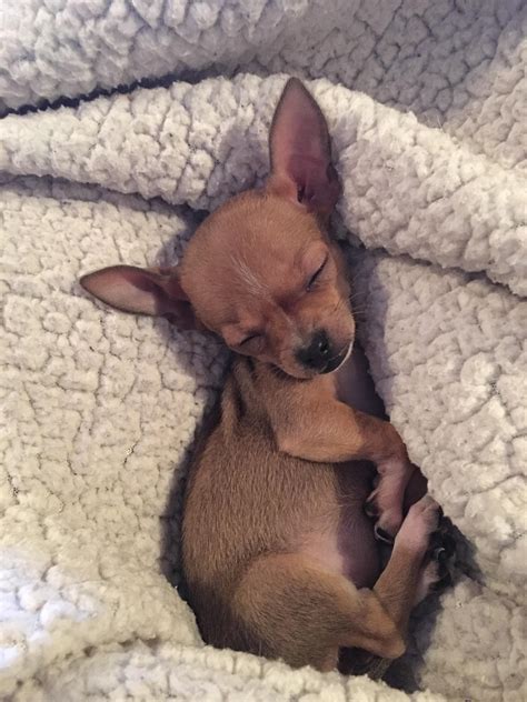 Pippa My Brothers 20oz Teacup Chihuahua Puppy Sleeping In My Lap I