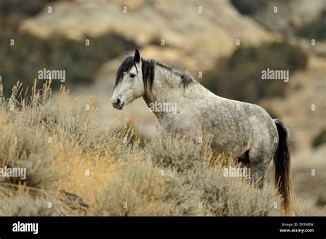 Wild Horse Equus Ferus Theodore Roosevelt Np South Unit North Dakota