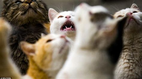 May 21, 2021 · foto itu diklaim sebagai foto anies ketika mendonasikan gajinya untuk palestina. Jempol Digigit Kucing, Pria Ini Alami Infeksi Bakteri dan Meninggal
