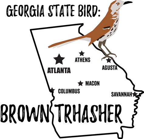 Georgia State Bird Bird Watching Academy