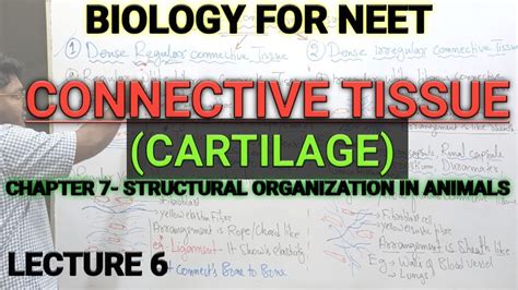 Specialised Connective Tissue Class 11 Connective Tissue Bone And