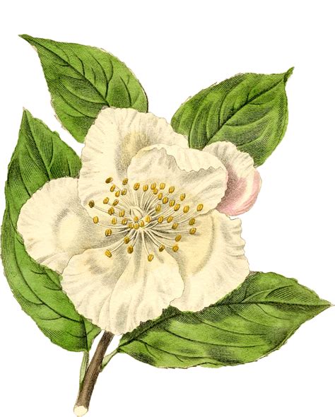 White Flower Vintage