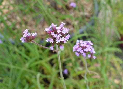 Verbena Bonariensis Verveine De Buenos Aires Pépinière Du Penthièvre