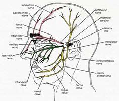 Skull foramina and parasympathetic fibers. Dermatome Map Face | Tingling and Numbness in the Face and Back of the Head | Healthhype ...