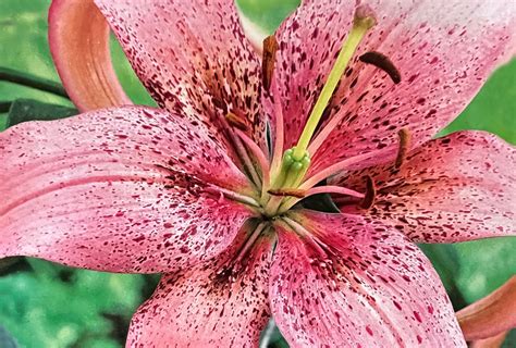 Shop Asiatic Lily Morpho Pink And Other Seeds At Harvesting History
