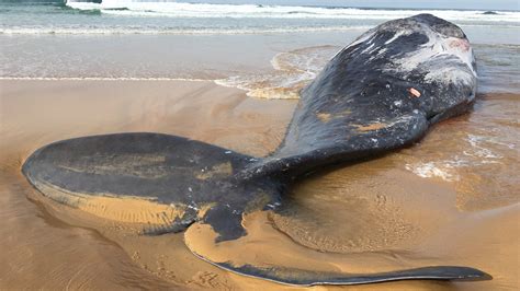 beached sperm whale in australia shows scars from tussle with a giant squid live science