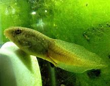 Image result for bulfrog tadpoles