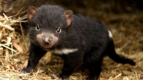 After 3000 Years 7 Tasmanian Devil Puppies Are Born In Australia