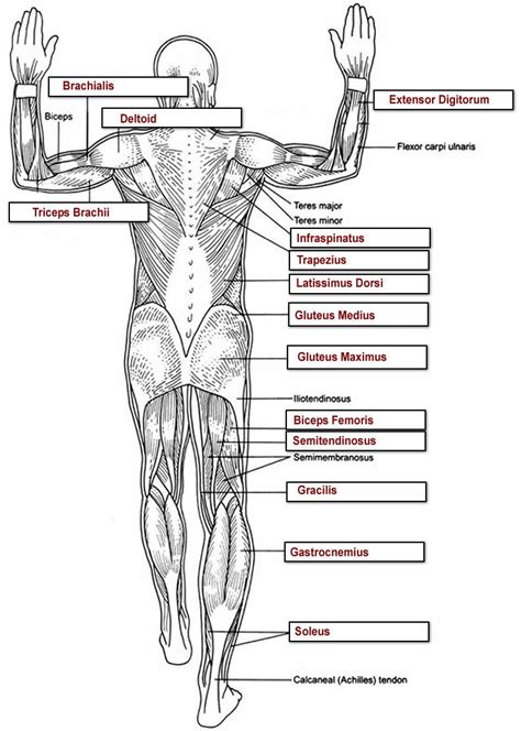 Muscles Key With Images Anatomy And Physiology Physiology Muscle