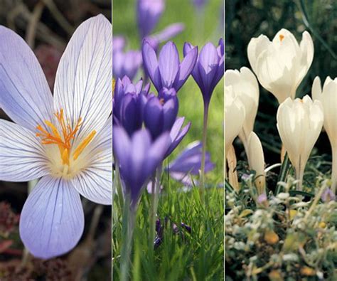 Buy Crocus Collection Autumn Flowering Crocus Collection Delivery By