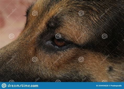 German Shepherd Dog Eye And A Sharp Look Stock Photo Image Of Cute
