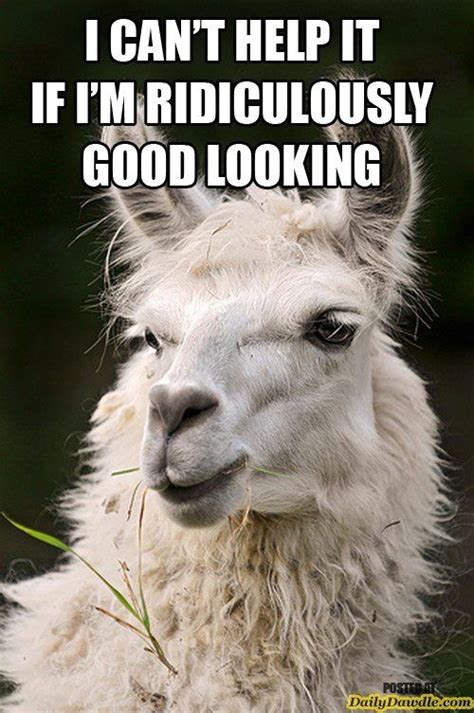 28 Best Alpaca Memes Images On Pinterest Funny Pics