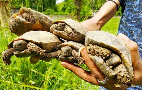 Breeding Of Asian Brown Tortoise Wildlife Conservation Trust