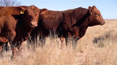 Brangus Cattle Breed Featured In The Media Firth Group