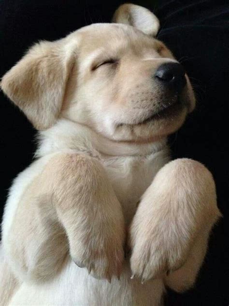 Cute Alert 16 Of The Cutest Labrador Puppy Pictures Ever