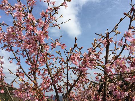 Prunus Okame Flowering Tree 6ft Tall Supplied In A 75 Litre Pot