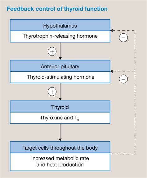 Thyroid Parathyroid Hormones And Calcium Homeostasis Anaesthesia