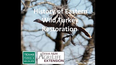 History Of Eastern Wild Turkey Youtube