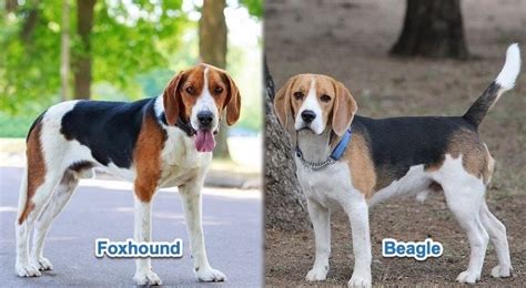 Foxhound Vs Beagle What Are The Differences A Complete Comparison