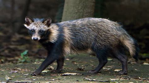 Are Japanese Raccoon Dog Endangered
