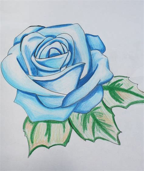 Blue Rose By Shiver Me Kimbers On Deviantart Roses Drawing Flower