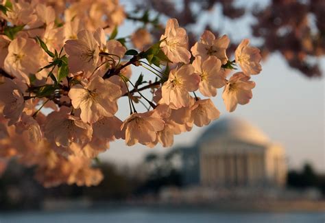 Cherry Blossom Peak Bloom Forecast From Capital Weather Gang April 9