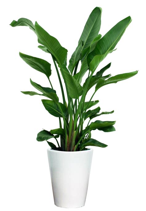 Indoor House Plant Transparent Clipart Large Size Png Image Pikpng