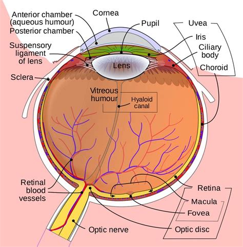 The Optic Nerve Cn Ii Cranial Nerve Ii Geeky Medics
