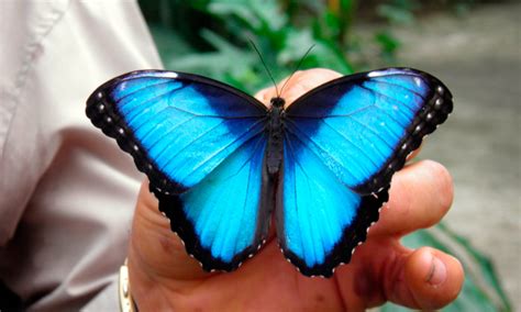 Morpho La Espectacular Mariposa Azul Que Ahora Representa A Nuestro