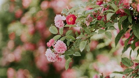 ❤ get the best rose wallpaper on wallpaperset. Download wallpaper 1920x1080 flowers, rose, bush, bloom ...