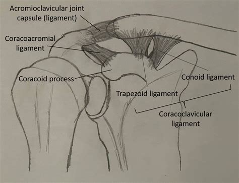 Acromioclavicular Joint Injuries In Sport Current Sports Medicine Reports