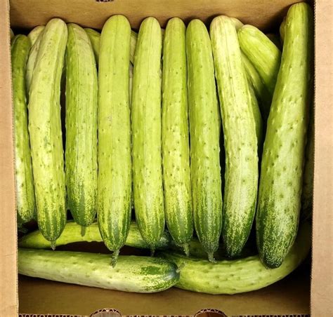 Korean Cucumber Seeds Usa Garden Shop