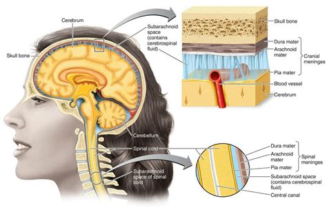 Label The Meninges And Brain Structures