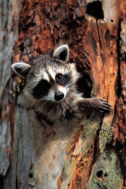 Great Photo Of A Beautiful Raccoon Animals And Pets Baby Animals
