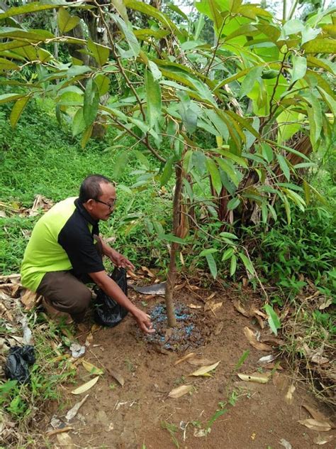 Cara merangsang pohon durian berbuah cepat dan lebat. Cara Menanam Durian Pendek 3 Tahun Berbuah | Info Tanaman Buah