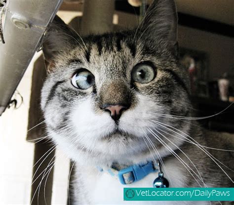 Meet Spangles The Cutest Crossed Eyed Cat Daily Paws