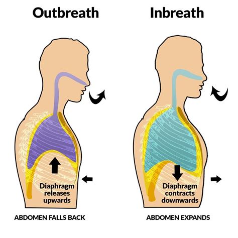 Improving The Function Of The Diaphragm Fast Relief Acupuncture