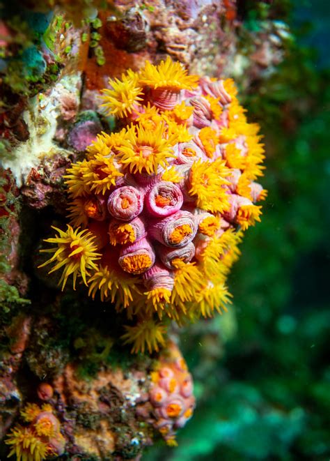 Orange Cup Coral Tubastraea Sp Marineexplorer I Like Cup Flickr