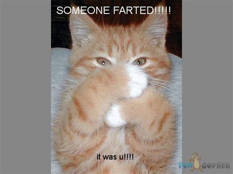 I Farted Funny Cats Quotes Quotesgram