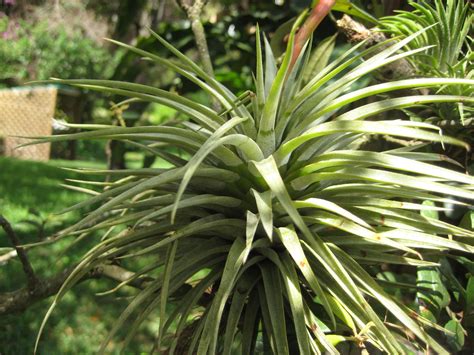 Tillandsia espinosae - TROPICAL LOOKING PLANTS - Other Than Palms ...