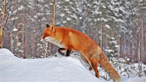 2560x1440 Fox In Snow 1440p Resolution Hd 4k Wallpapersimages