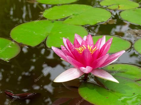 Red Water Lily Lotus Flower And Green Leaves — Stock Photo © Arogant