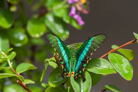 Exotic Butterflies Fly Free At Bucharest Museum Romania Insider
