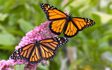 Male And Female Monarch Butterfly Desktop Hd Wallpaper 2560x1600
