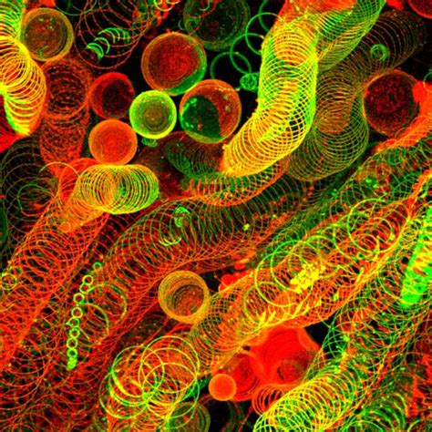 The Most Incredible Microscope Images Of 2016 Reveal A Beautiful