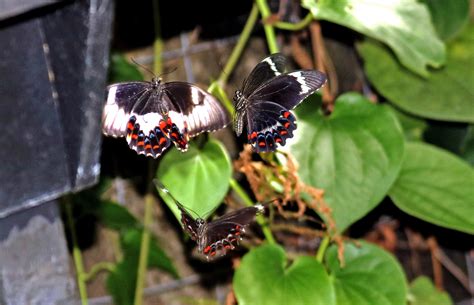 Dancing Butterflies Trio Melbourne Zoo Butterfly House Flickr
