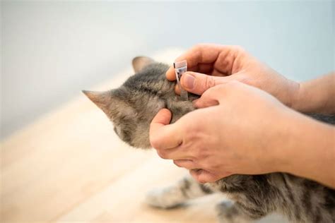 Fleas And Ticks For Cats Advanced Care Veterinary Hospital
