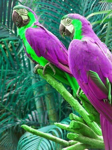 Pin By Shanbagavalli Ashok On Beaks Andclaws Pet Birds Beautiful Birds